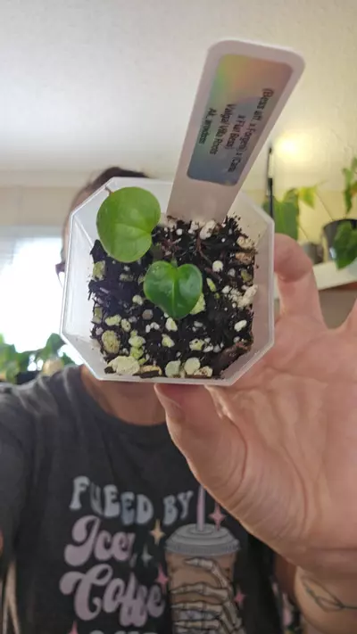 plant/#0188 (bess aff. x Forgetii) x (Carla x Flat Bess)-0-thumbnail