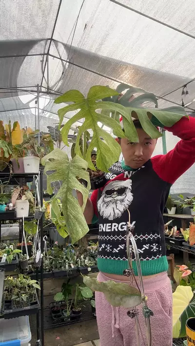 plant/Large Jungle mint-0-thumbnail