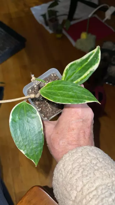 plant/110 Macrophylla outer var.-0-thumbnail