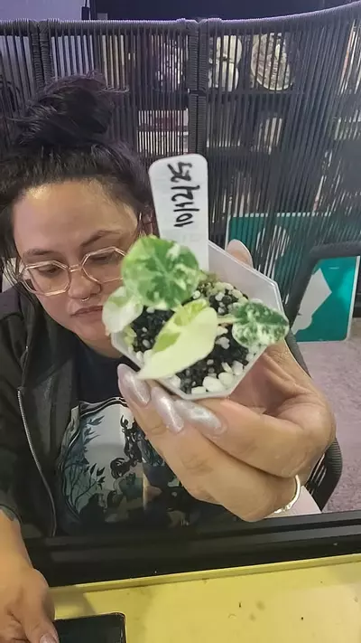 plant/alocasia black velvet pink-0-thumbnail