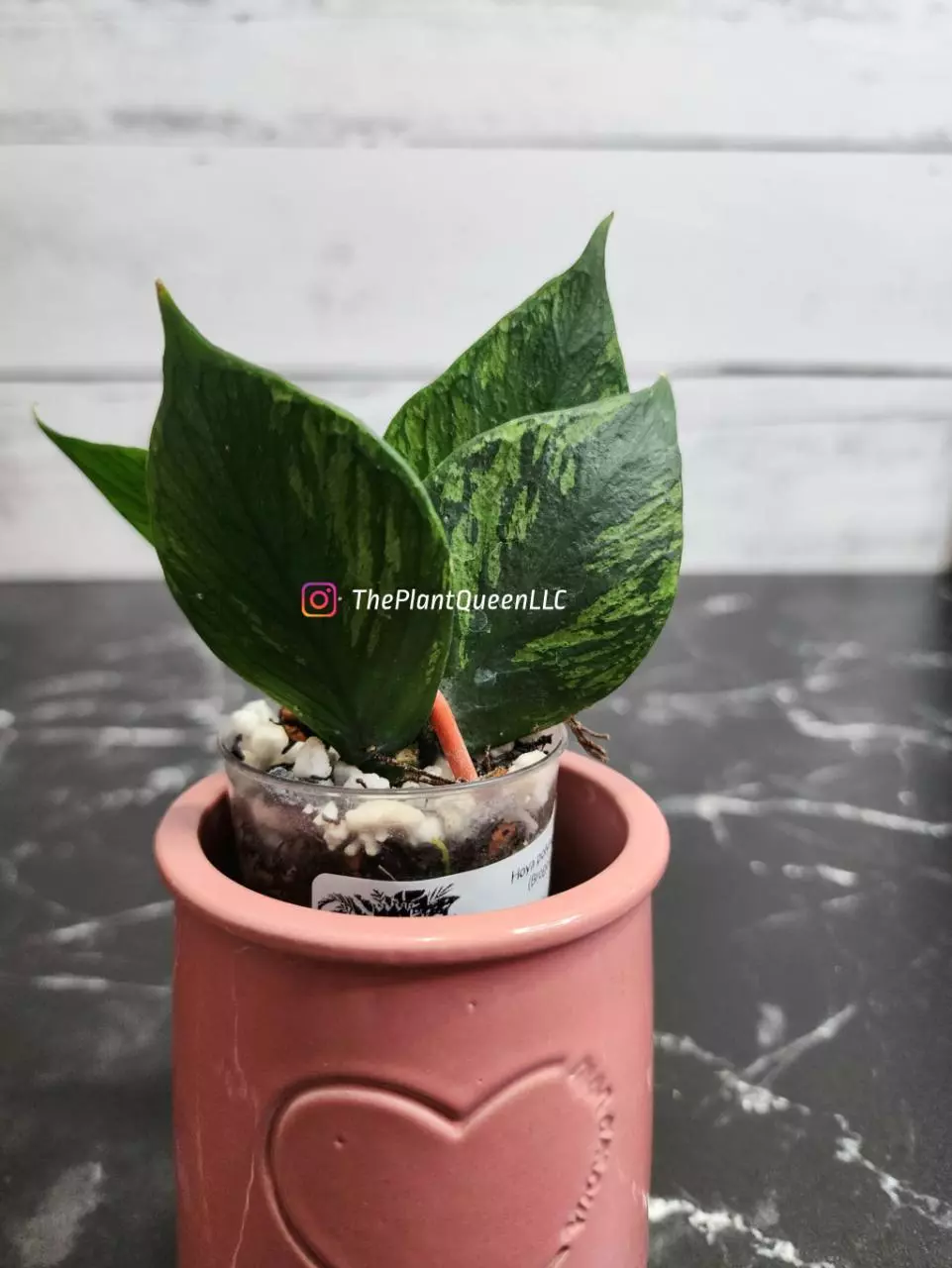 plant/#55 Hoya polyneura 'Broget'-0