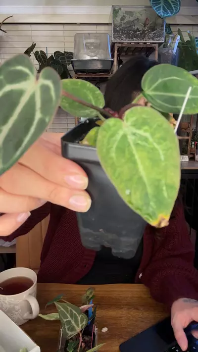 plant/Highly Variegated NSE Red Crystal x RC SKG Silver Werewolf-0-thumbnail