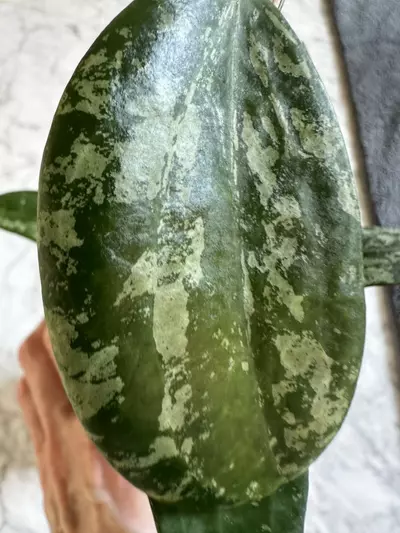 plant/0457 Hoya latifolia rangsan splash-1-thumbnail