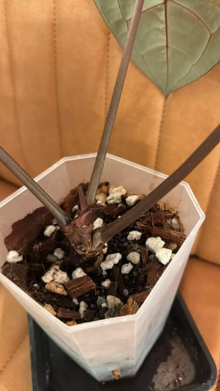 plant/Doc Block Michelle Blister Variegated-4