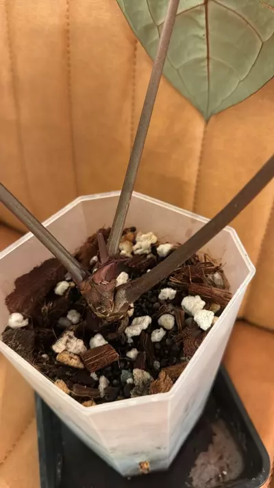 plant/Doc Block Michelle Blister Variegated-4-thumbnail