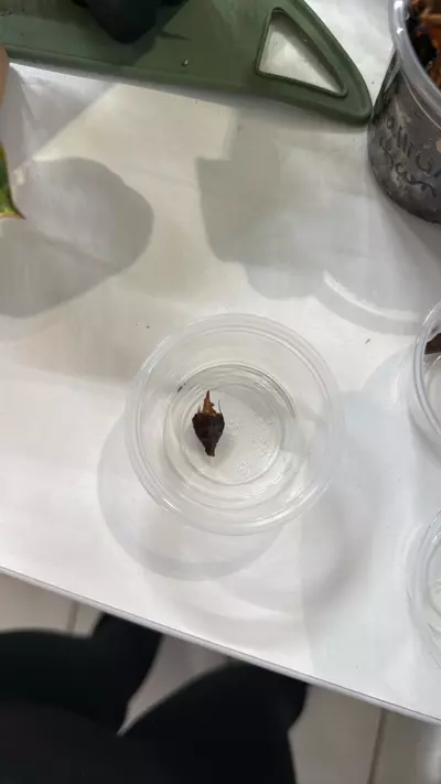 plant/Maharani Albo Corm (B)-1-thumbnail