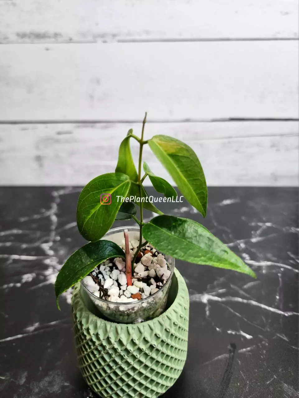 plant/#52 Hoya dennisii 'Frida'-0