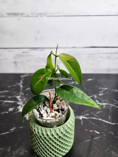 plant/#52 Hoya dennisii 'Frida'-0-thumbnail