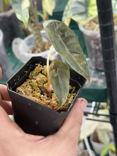 plant/Alocasia Sedenii Aurea pup from corm-1-thumbnail