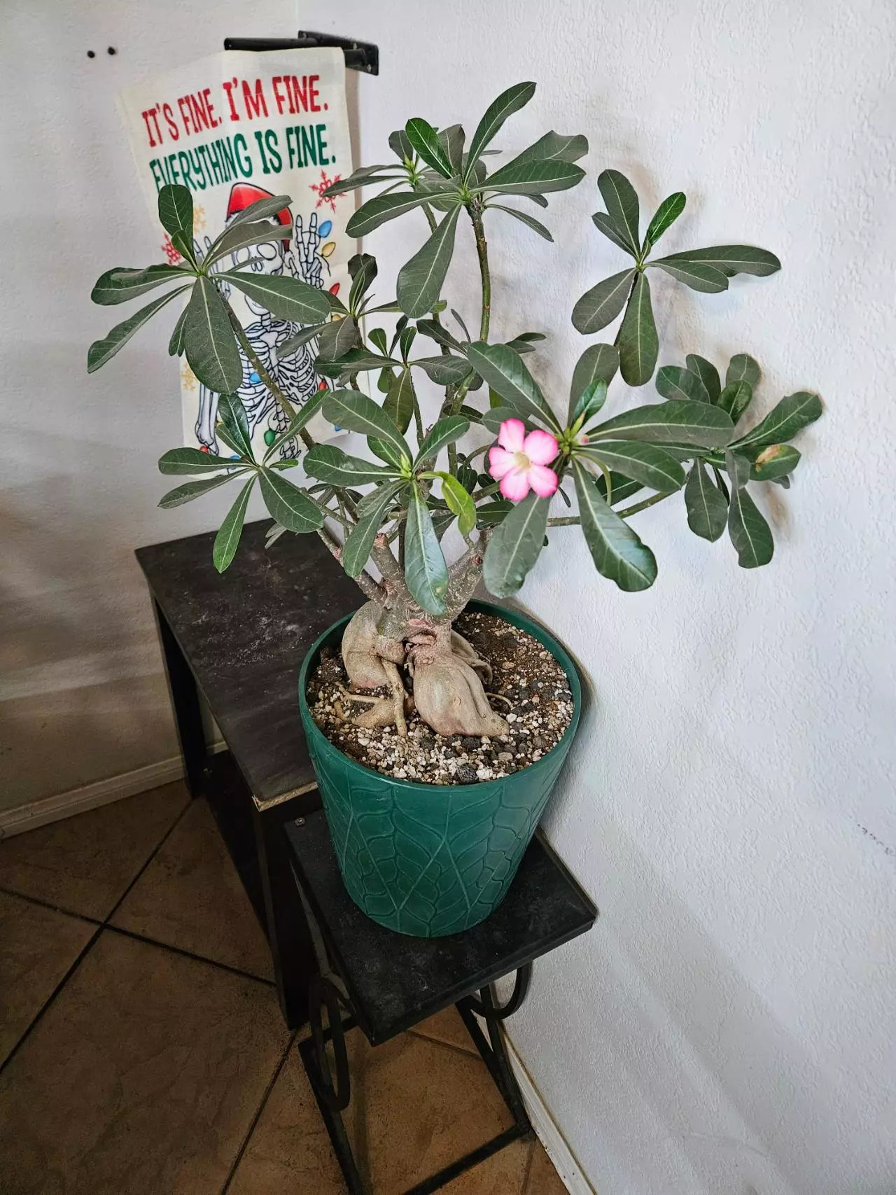 plant/Adenium Somalense Japan Giant x Holland-2