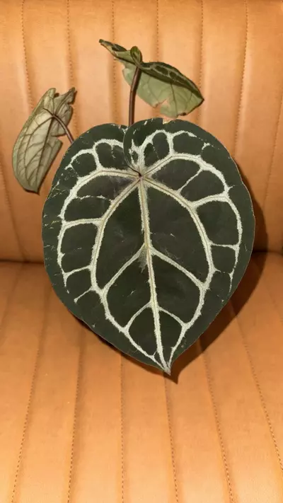 plant/Doc Block Michelle Blister Variegated-0-thumbnail