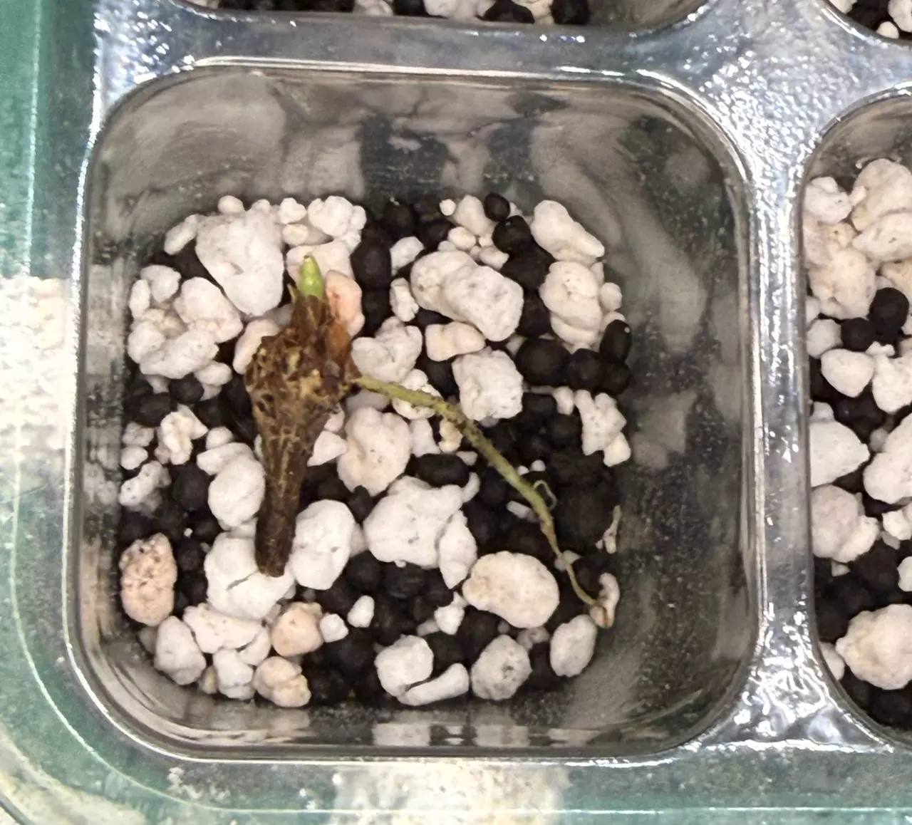 plant/Alocasia Sinuata Aurea Corm (B.1)-1