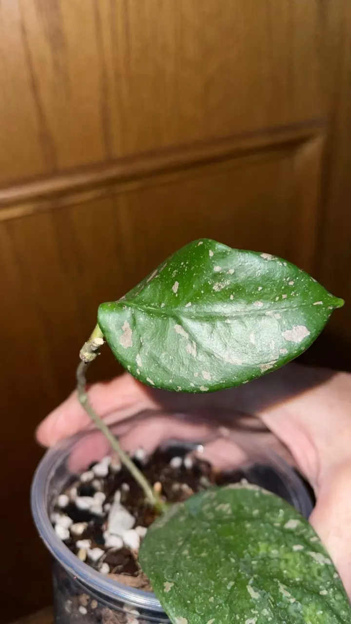 plant/114 Lai Chau splash-1