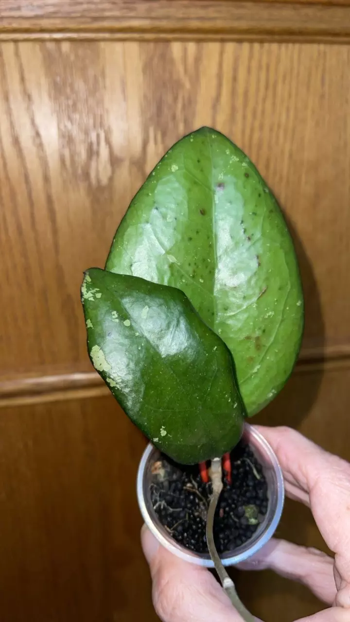 plant/115 Hoya joy-0
