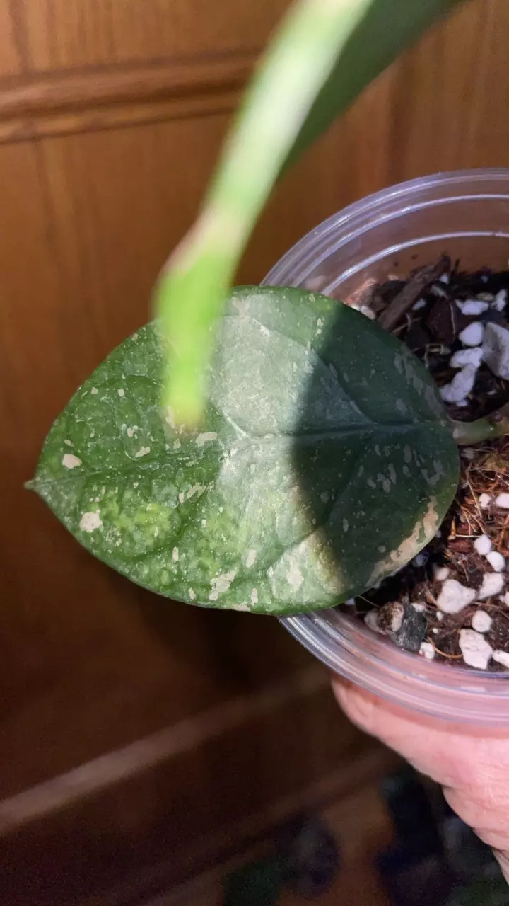 plant/114 Lai Chau splash-2