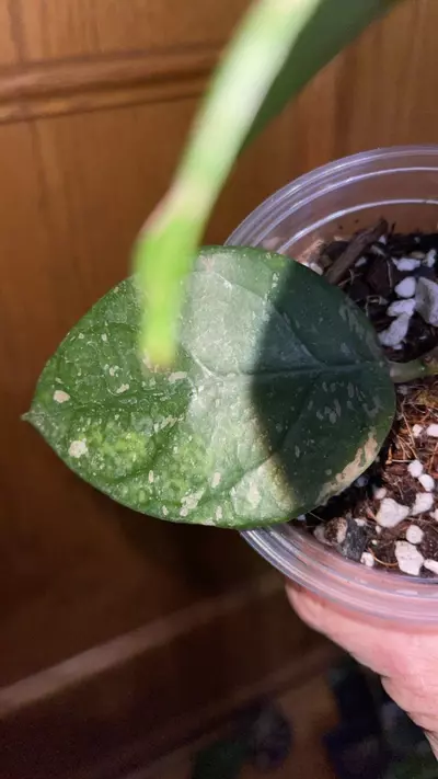 plant/114 Lai Chau splash-2-thumbnail