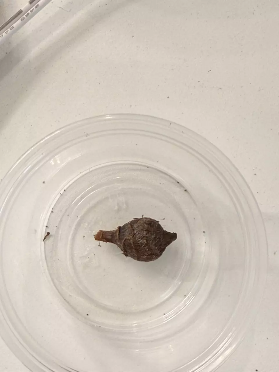 plant/Alocasia Black Velvet Gold Corm-1