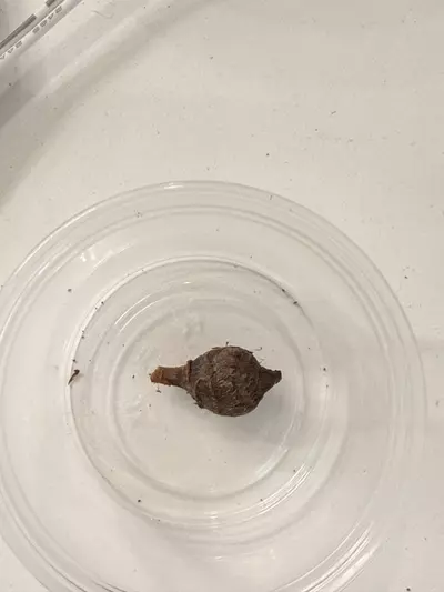 plant/Alocasia Black Velvet Gold Corm-1-thumbnail