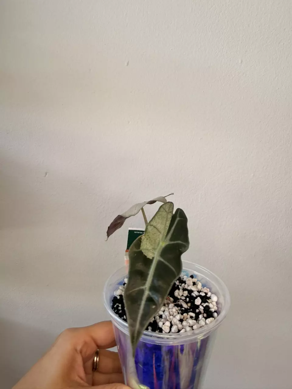 plant/Alocasia Pink Poly Ghost-1