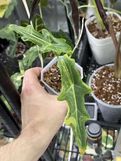 plant/Alocasia Portei Aurea-0-thumbnail