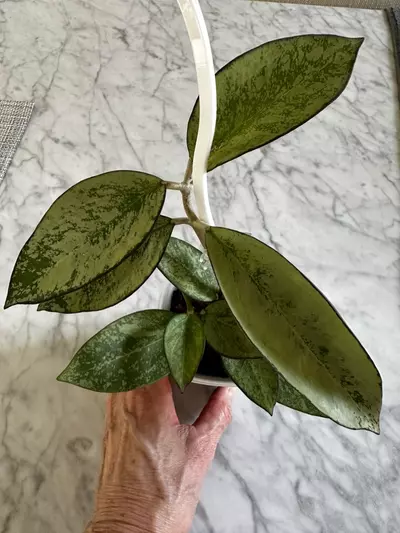 plant/0456 Hoya patcharawalai silver-0-thumbnail