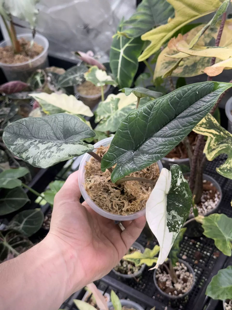 plant/A137 Alocasia Scalprum Albo-0