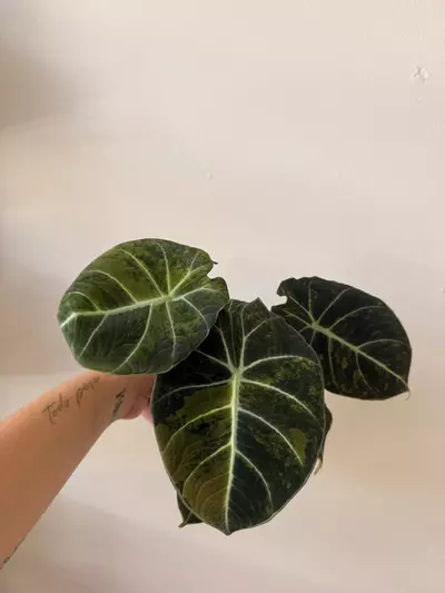 plant/Alocasia Black Velvet Gold Corm-0-thumbnail