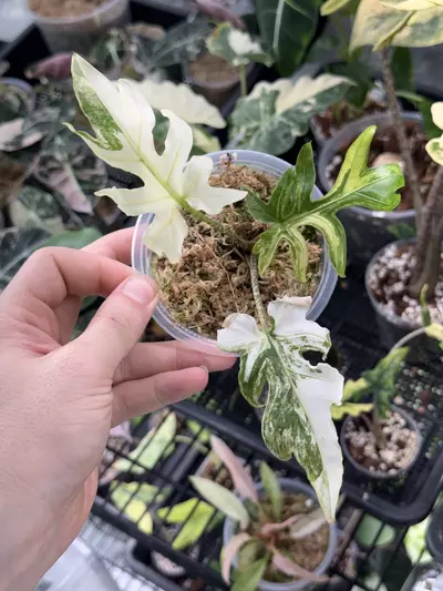 plant/A191 Alocasia Brancifolia Albo-0-thumbnail