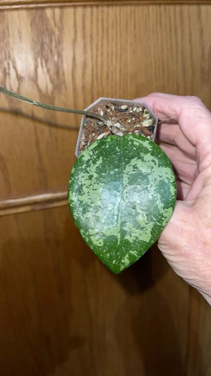 plant/115 Hoya Glabra-0