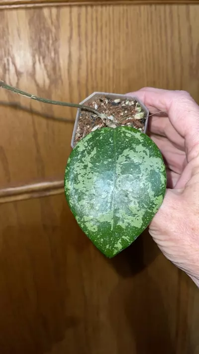 plant/115 Hoya Glabra-0-thumbnail
