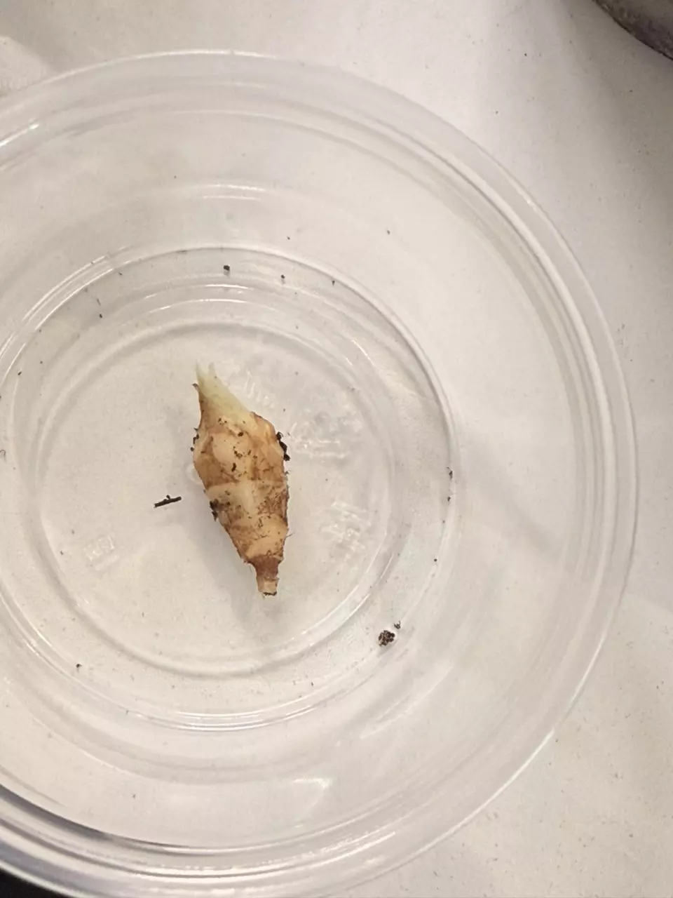 plant/Alocasia Sinuata Aurea Corm (B)-1