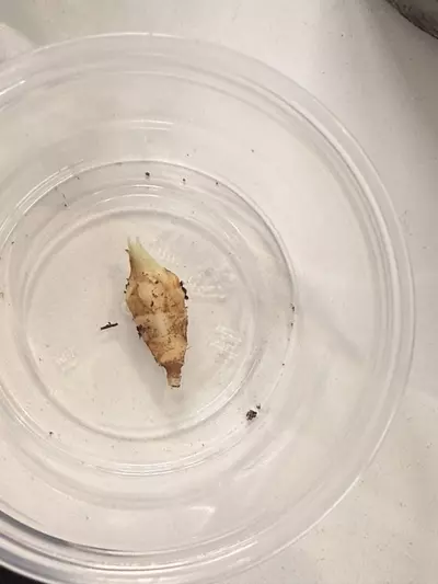 plant/Alocasia Sinuata Aurea Corm (B)-1-thumbnail