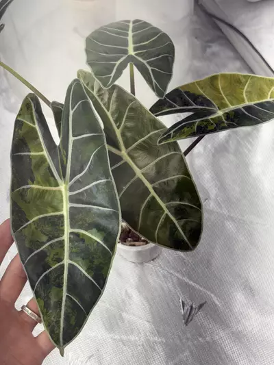 plant/Longiloba Suhurmaniana Aurea *CORM*-0-thumbnail