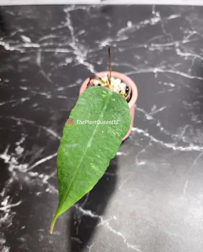 plant/#51 Hoya fauzina-1-thumbnail
