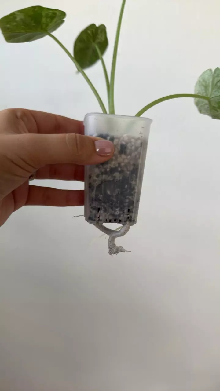 plant/Alocasia Dragon Scale Mint-1