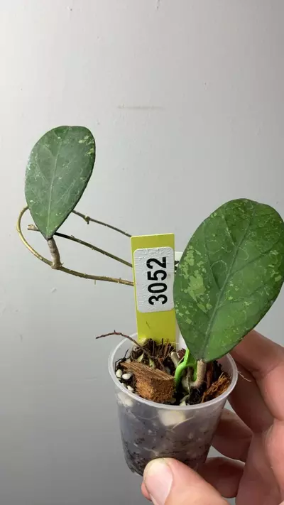 plant/3052 sp aceh mustika-0-thumbnail