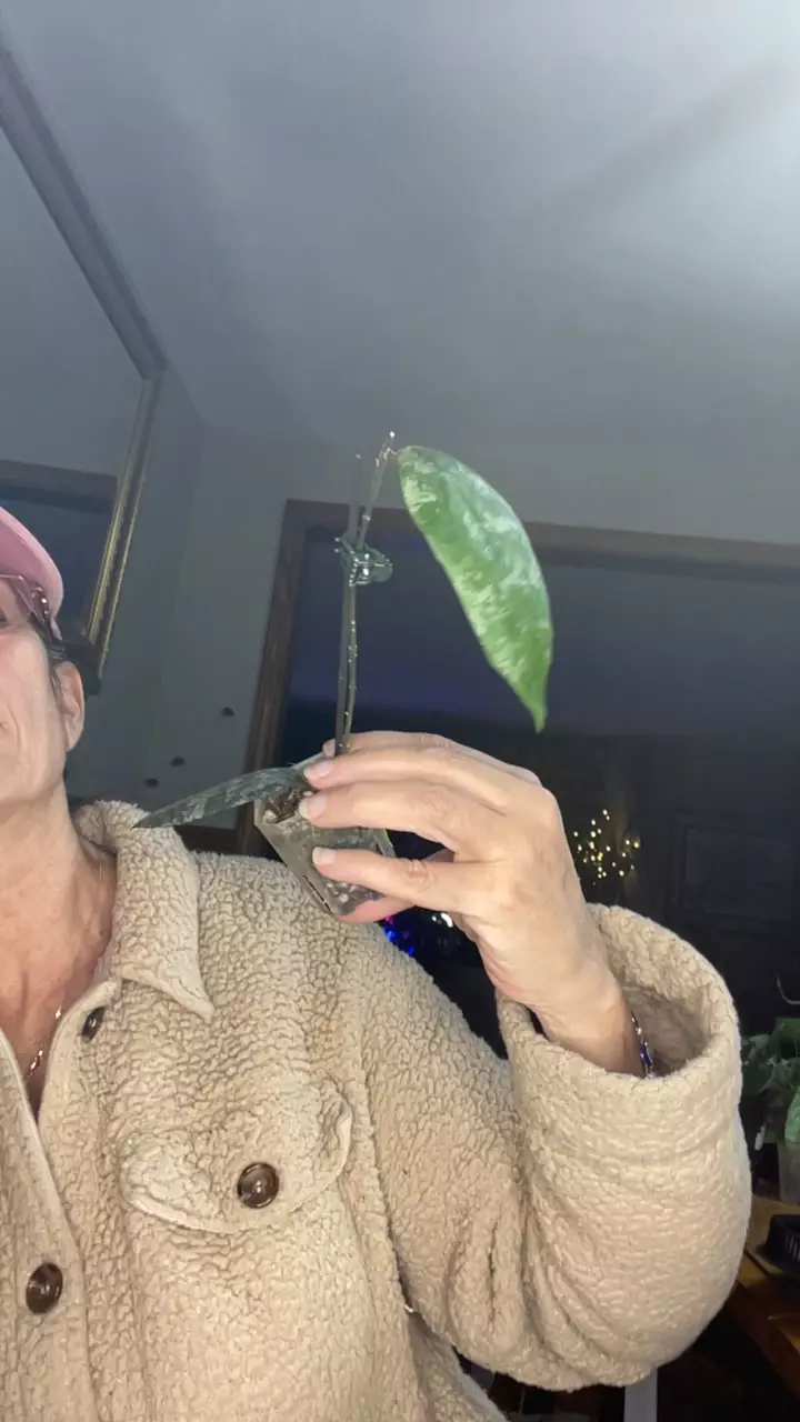 plant/Caudata, silver-0