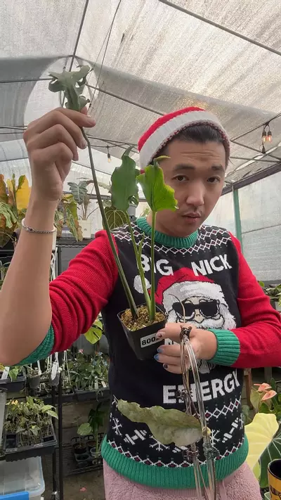 plant/monstera unniae 8002-0-thumbnail