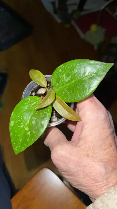 plant/112 Hoya Memoria x Collin’s ir26-0-thumbnail