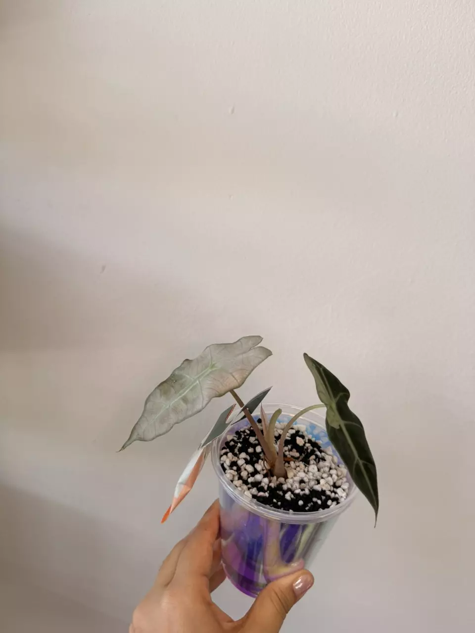 plant/Alocasia Pink Poly Ghost-2