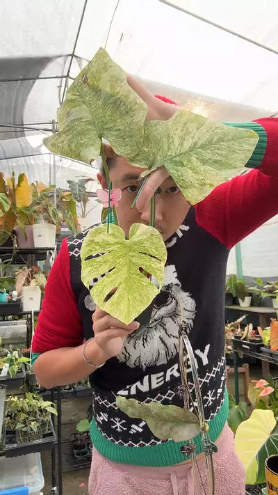 plant/monstera White Snow 6003-0-thumbnail