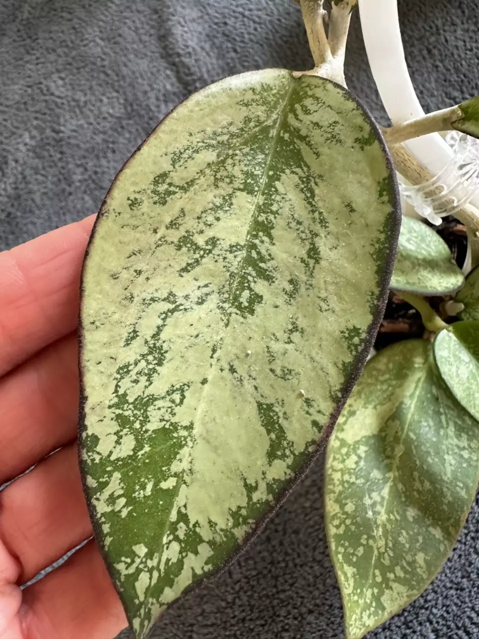 plant/0456 Hoya patcharawalai silver-1