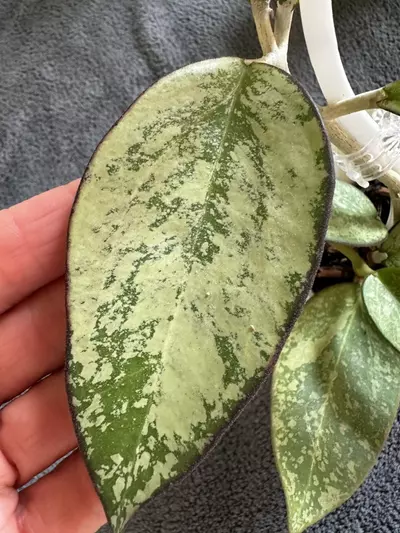 plant/0456 Hoya patcharawalai silver-1-thumbnail