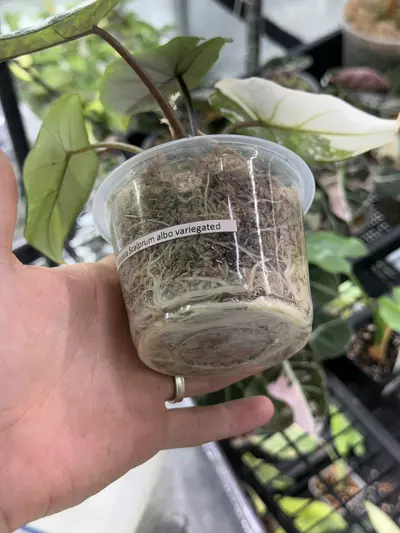 plant/A137 Alocasia Scalprum Albo-1-thumbnail