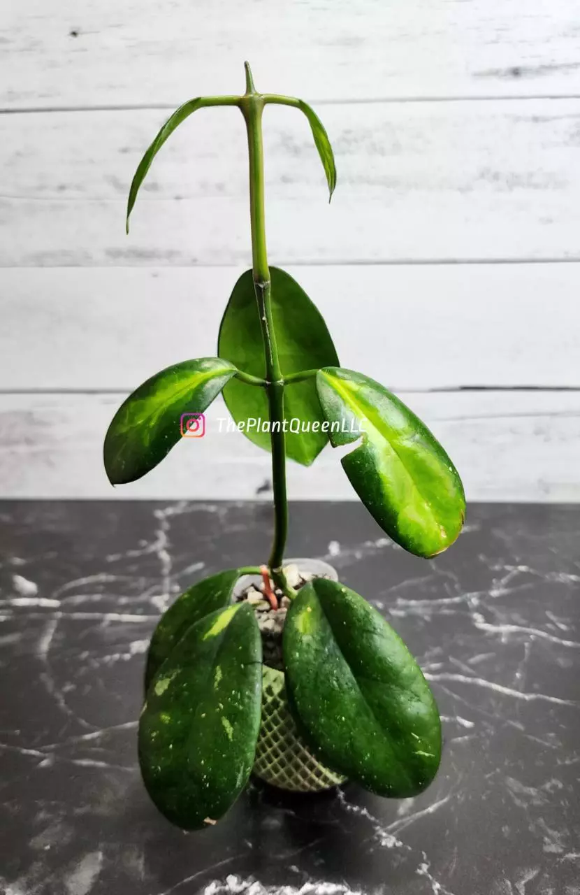 plant/#54 Hoya 'Maharani'-0
