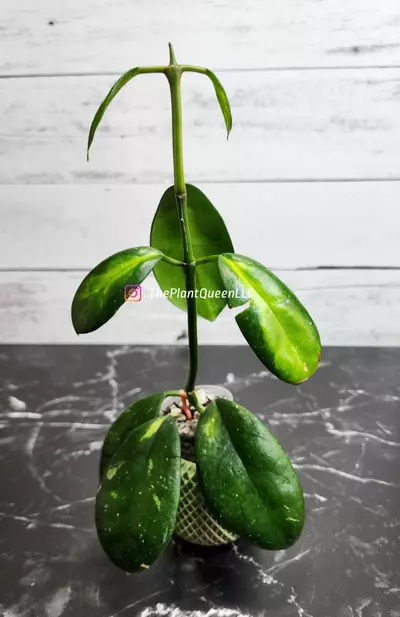 plant/#54 Hoya 'Maharani'-0-thumbnail