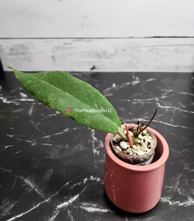 plant/#51 Hoya fauzina-0-thumbnail