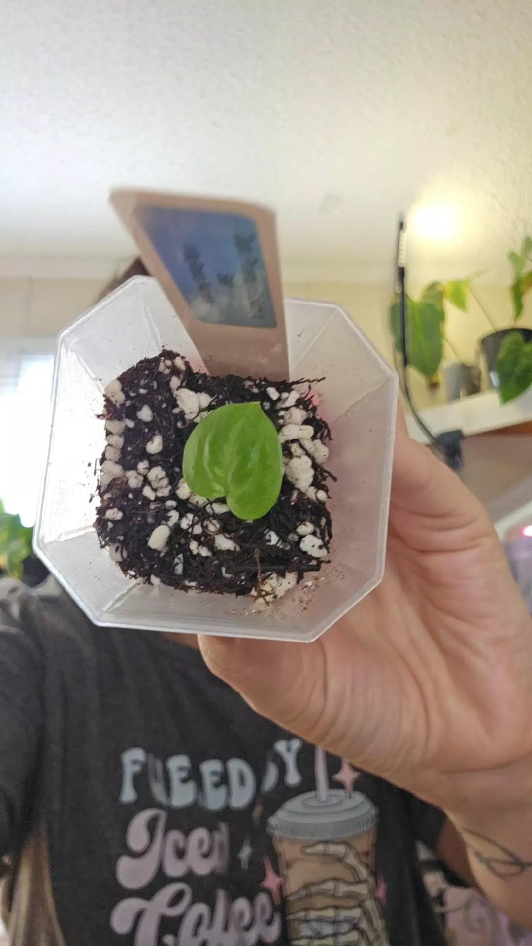 plant/#0189 (Dark Phoenix x Goliath) x self-0