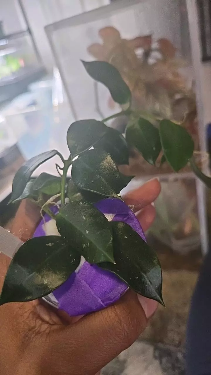 plant/<Bryce>024 UPT 007-0