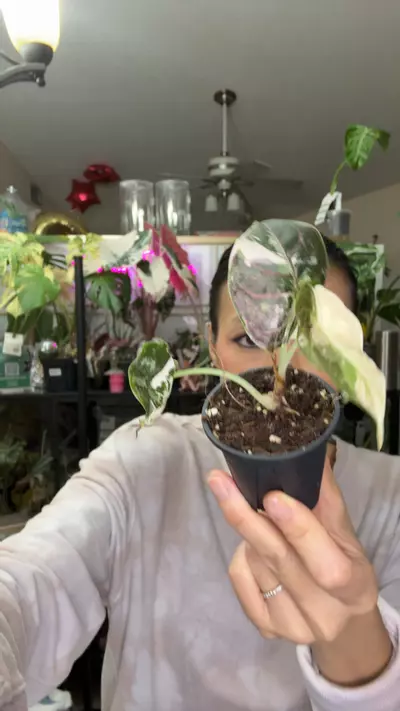 plant/#0219 azlanii albo pink-0-thumbnail